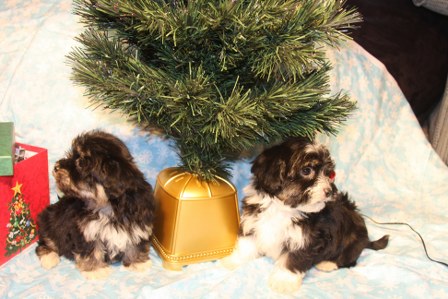 havanese-puppies